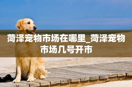 菏澤寵物市場在哪里_菏澤寵物市場幾號開市