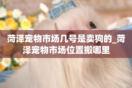 菏澤寵物市場幾號是賣狗的_菏澤寵物市場位置搬哪里