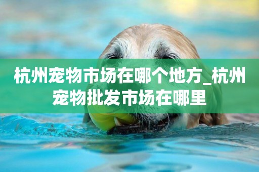 杭州寵物市場在哪個地方_杭州寵物批發市場在哪里
