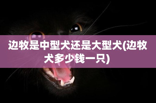 邊牧是中型犬還是大型犬(邊牧犬多少錢一只) 