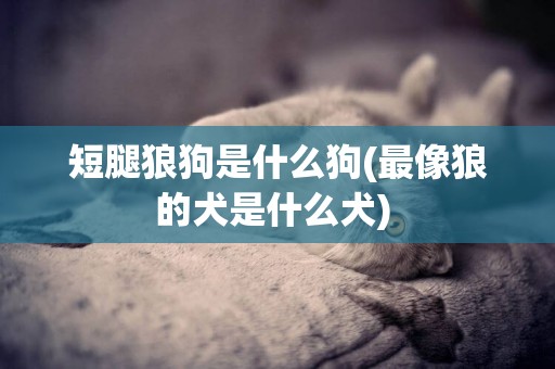短腿狼狗是什么狗(最像狼的犬是什么犬) 