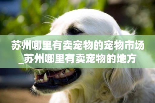 蘇州哪里有賣寵物的寵物市場_蘇州哪里有賣寵物的地方