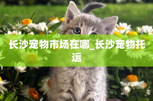 長沙寵物市場在哪_長沙寵物托運