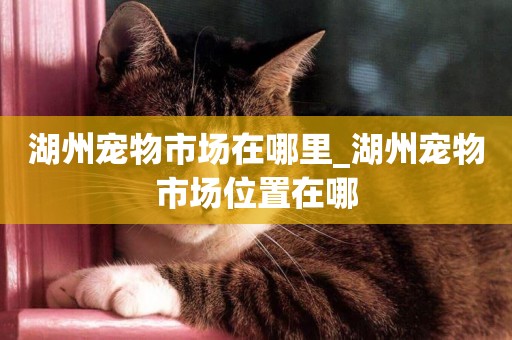 湖州寵物市場在哪里_湖州寵物市場位置在哪