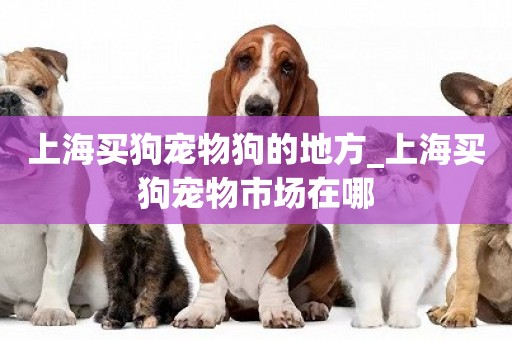 上海買狗寵物狗的地方_上海買狗寵物市場在哪