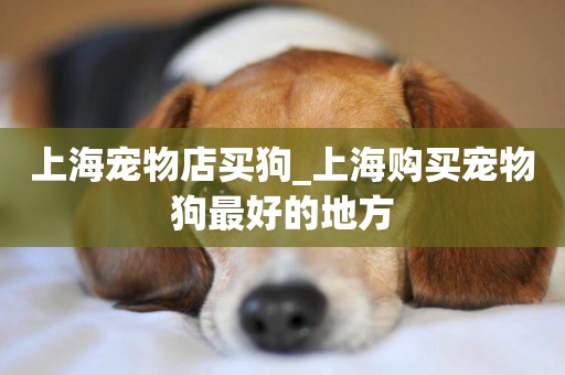 上海寵物店買狗_上海購買寵物狗最好的地方