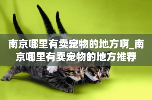 南京哪里有賣寵物的地方啊_南京哪里有賣寵物的地方推薦