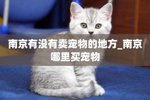 南京有沒有賣寵物的地方_南京哪里買寵物
