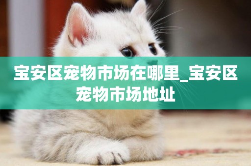 寶安區寵物市場在哪里_寶安區寵物市場地址