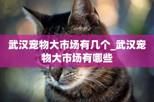 武漢寵物大市場有幾個_武漢寵物大市場有哪些