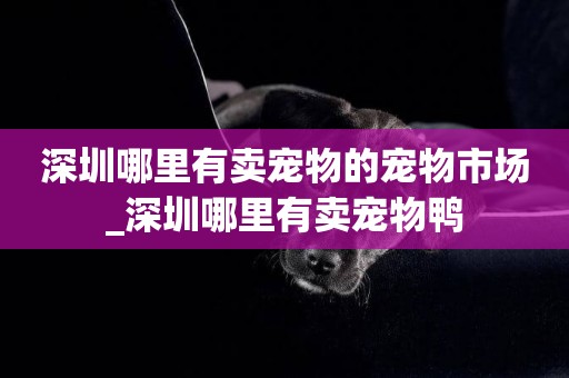 深圳哪里有賣寵物的寵物市場_深圳哪里有賣寵物鴨