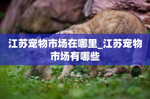 江蘇寵物市場在哪里_江蘇寵物市場有哪些