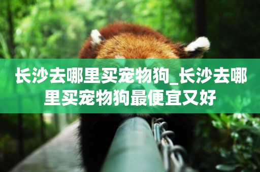 長沙去哪里買寵物狗_長沙去哪里買寵物狗最便宜又好