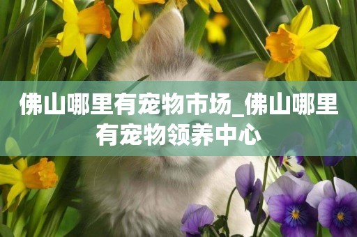佛山哪里有寵物市場_佛山哪里有寵物領養中心