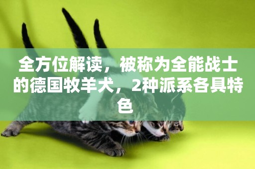全方位解讀，被稱為全能戰士的德國牧羊犬，2種派系各具特色 