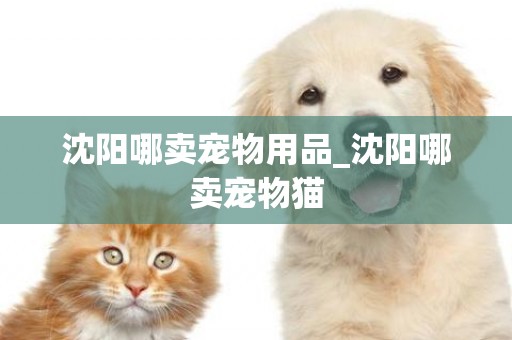 沈陽哪賣寵物用品_沈陽哪賣寵物貓