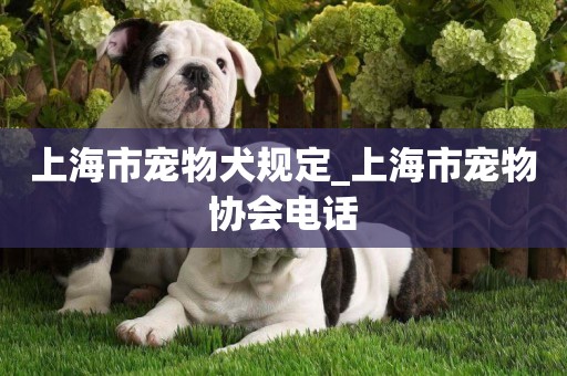 上海市寵物犬規定_上海市寵物協會電話