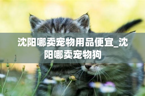 沈陽哪賣寵物用品便宜_沈陽哪賣寵物狗