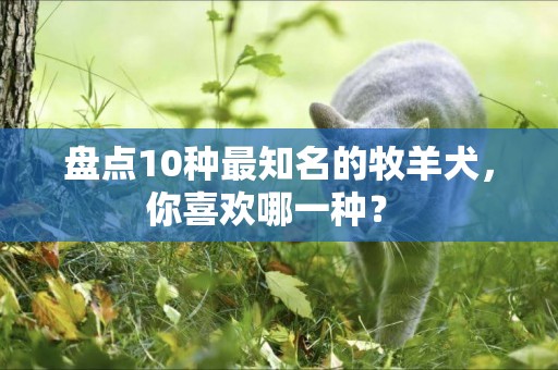 盤點10種最知名的牧羊犬，你喜歡哪一種？ 