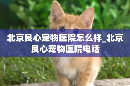 北京良心寵物醫院怎么樣_北京良心寵物醫院電話