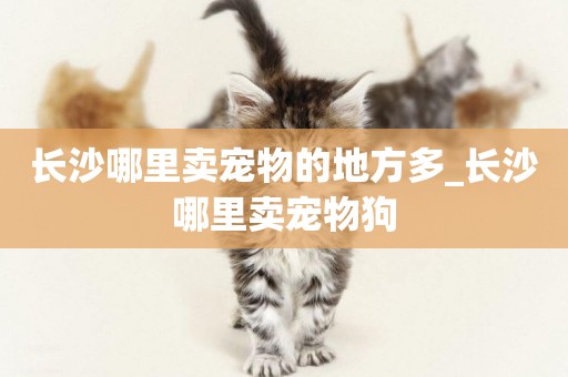 長沙哪里賣寵物的地方多_長沙哪里賣寵物狗