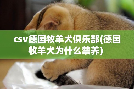 csv德國牧羊犬俱樂部(德國牧羊犬為什么禁養) 
