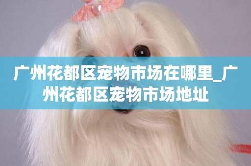 廣州花都區寵物市場在哪里_廣州花都區寵物市場地址