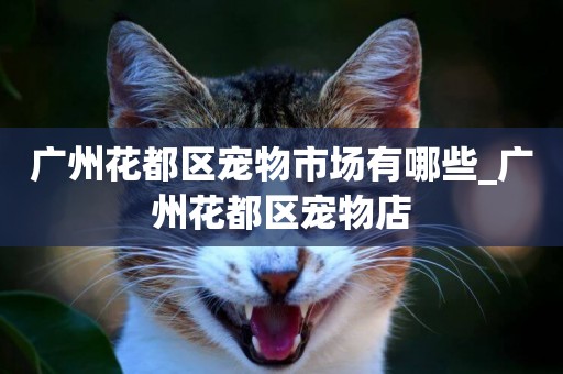 廣州花都區寵物市場有哪些_廣州花都區寵物店