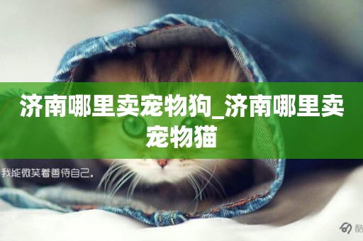 濟南哪里賣寵物狗_濟南哪里賣寵物貓