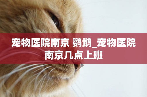 寵物醫院南京 鸚鵡_寵物醫院南京幾點上班
