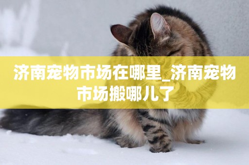 濟南寵物市場在哪里_濟南寵物市場搬哪兒了