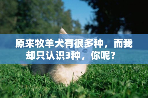 原來牧羊犬有很多種，而我卻只認識3種，你呢？ 