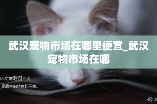 武漢寵物市場在哪里便宜_武漢寵物市場在哪