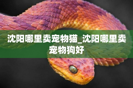 沈陽哪里賣寵物貓_沈陽哪里賣寵物狗好