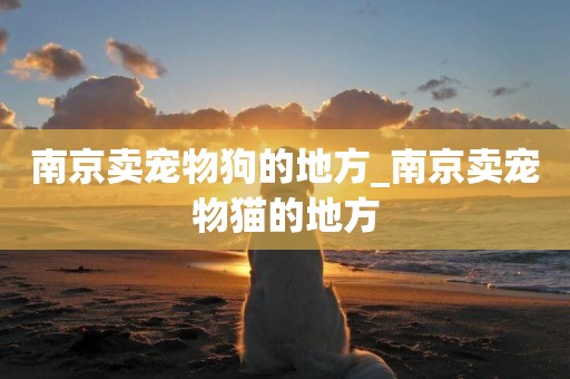 南京賣寵物狗的地方_南京賣寵物貓的地方