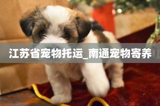 江蘇省寵物托運_南通寵物寄養