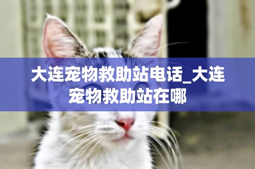 大連寵物救助站電話_大連寵物救助站在哪