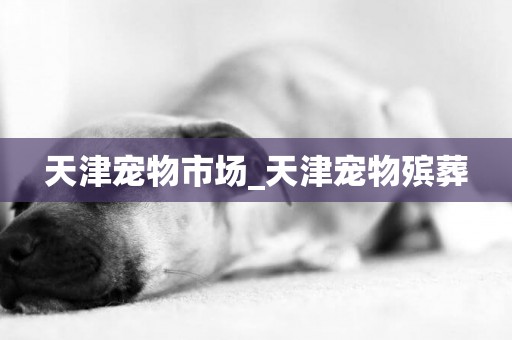 天津寵物市場_天津寵物殯葬