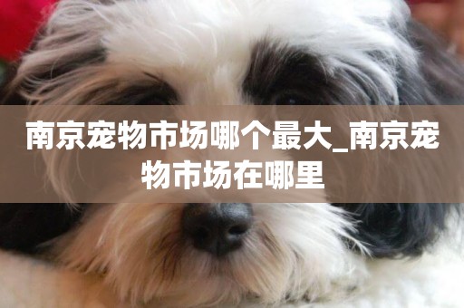 南京寵物市場哪個最大_南京寵物市場在哪里