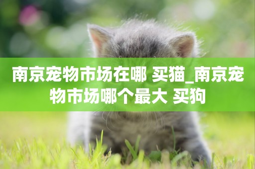南京寵物市場在哪 買貓_南京寵物市場哪個最大 買狗