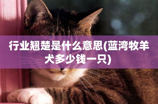 行業翹楚是什么意思(藍灣牧羊犬多少錢一只) 