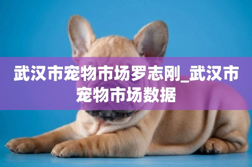 武漢市寵物市場羅志剛_武漢市寵物市場數據