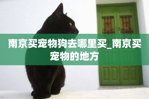 南京買寵物狗去哪里買_南京買寵物的地方
