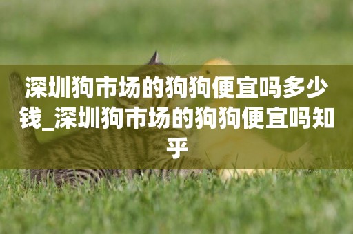 深圳狗市場的狗狗便宜嗎多少錢_深圳狗市場的狗狗便宜嗎知乎
