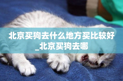 北京買狗去什么地方買比較好_北京買狗去哪