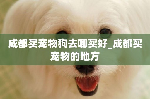 成都買寵物狗去哪買好_成都買寵物的地方
