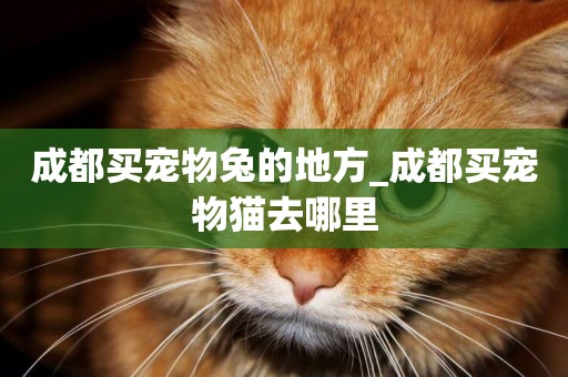成都買寵物兔的地方_成都買寵物貓去哪里