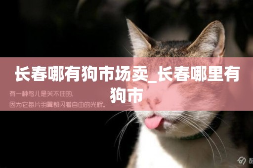 長春哪有狗市場賣_長春哪里有狗市