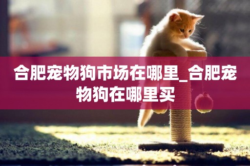 合肥寵物狗市場在哪里_合肥寵物狗在哪里買