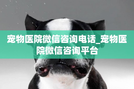 寵物醫院微信咨詢電話_寵物醫院微信咨詢平臺
